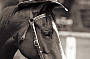 Full Day including Kuranda: Horse Riding/ATV Tour combination OR Horse Riding fullday OR ATV tour fullday