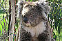 Cuddling the koalas