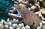7 Day Cod Hole, Ribbon Reefs & Coral Sea - Ocean View Deluxe ( Thursday Departure )