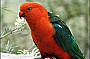 King Parrot