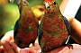 Feed the colourful local parrots!
