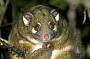 Rainforest Wildlife Tour - Atherton Tablelands