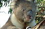 2 DAY KANGAROO ISLAND
