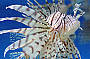 Reef HQ Lion Fish 