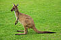 1 Day Great Ocean Road & Rainforest Tour ( With Helicopter Flight)