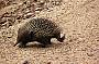ambling Short-beaked Echidna - only in Australia