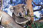 Koala Phillip Island