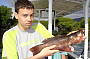 Mangrove Jack