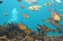 Rottnest Island Snorkelling Tours
