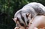 Cairns Night Zoo with transfers ex Cairns & Northern Beaches