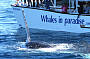 WHALES IN PARADISE / WHALE WATCHING & Canal Cruise BRISBANE Tour (05 Jun-Nov)
