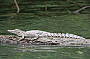 Young Crocodile