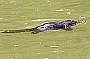 A platypus surfacing