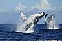 Whale Watching Tours Cairns