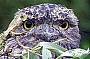 Frogmouth