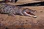 Crocodiles!