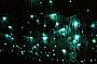 The Magical Glow Worms