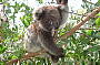 Koalas at Kennett River