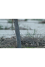 Wildlife In Cunnamulla 