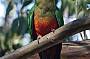 Galah
