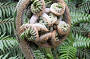 Tasmanian fauna (fern)