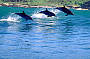 dolphins
