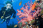 Diver with soft coral