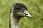 Wildlife