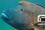 Cairns Digital - four days underwater camera rental - FREE memory upgrade