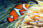 Standard Cruise incl. 1 Introductory Dive