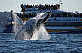 Whale Watching Sydney Harbour