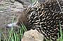 Echidna