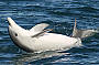 Dolphin Swim - Starts Sept 2011