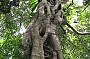 Strangler Fig Tree