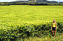 Nerada Tea Plantation