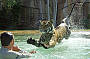 D. Croc Experience Tour - The ONLY tour direct from the Gold Coast to Australia Zoo!