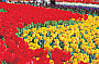 Floriade