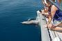 Dolphin Tour