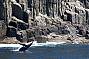 Humpback Whale Breaching under Tasman Island