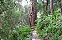 Gold Coast Hinterland Great Walk - departs May 2011 - Oct 2011