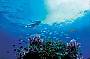 Whitsunday Getaway Snorkeler