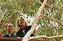 Close up koala viewing