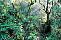 sherbrooke forest