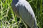 White faced heron