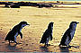 Melbourne Five in One Attractions Pack