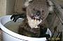 Too hot! a Koala gets a cool bath