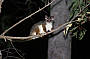 A common ringtail possum