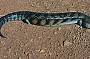 Lizard