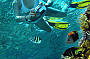 Snorkelling the Outer Great Barrier Reef