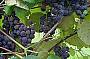 BAROSSA VALLEY DAY TOUR
